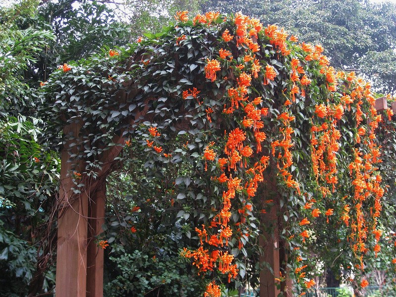 Lianas para sa hardin - mga pangmatagalang halaman at lumalaban sa hamog na nagyelo para sa dekorasyon ng hardin